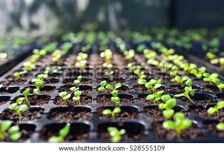 selective Close-up of green seedling.Green salad growing from seed Royalty-Free Stock Photo #528555109