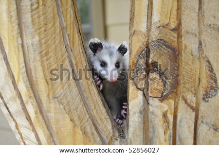 Baby Possum clinging to wood pedestal