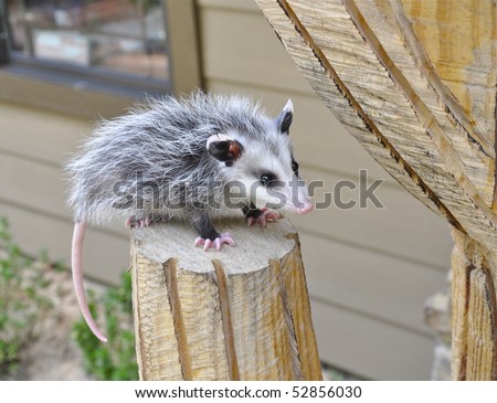 Baby possum sitting on pedestal