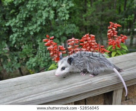 Baby possum on rail by flowers