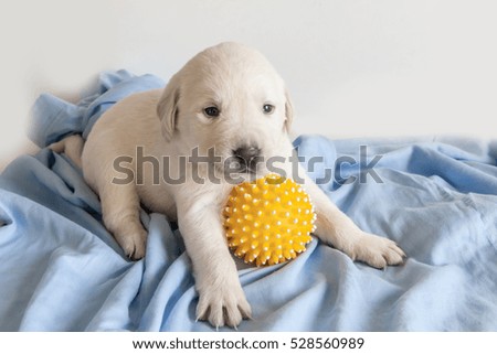 Cute white labrador retriever puppy with a yellow ball
