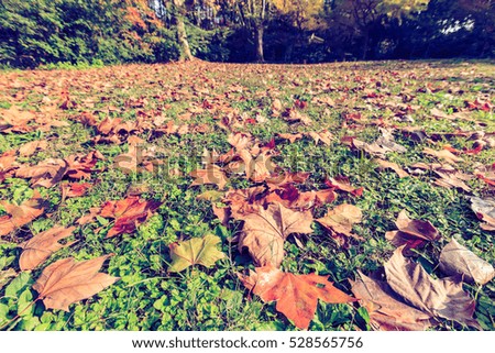 Plane tree leaves on the ground in autumn