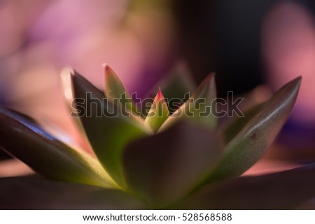 succulent side view in shadow
