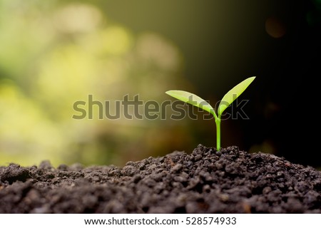 The seedling are growing in the soil. Royalty-Free Stock Photo #528574933