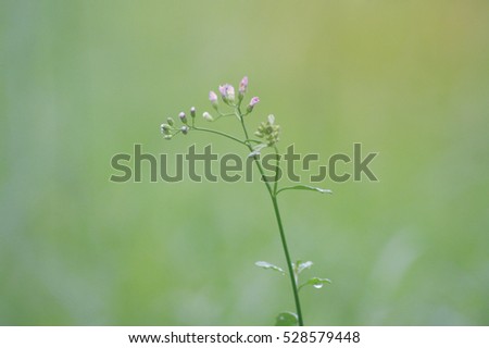 a top of grass flower with green background and sunset