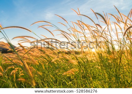 Grass on field