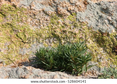 Small green bush growing on the rock. Picture taken near Lake Baikal.
