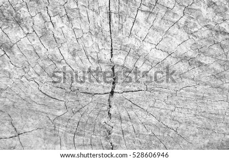 Cracked Log Texture. Photo was taken at the Kurwongbah Dam in Brisbane, Australia.