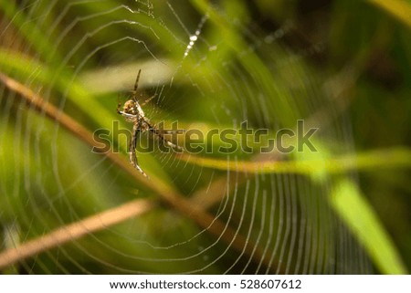 Spider on nature leaves as background