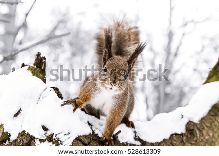 curious little squirrel stretches forward on snowy tree trunk in winter forest