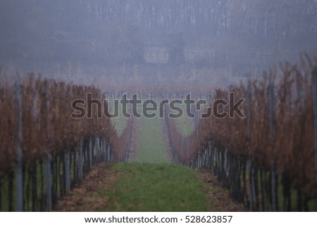 vine yards row in autumn time 
