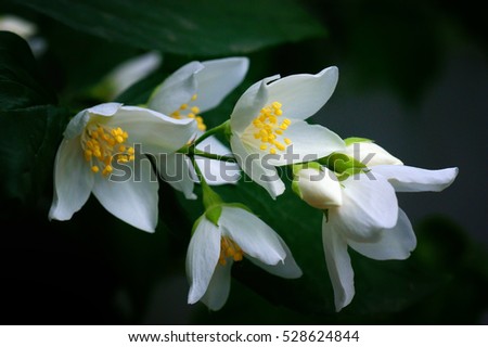 Jasmine flowers Royalty-Free Stock Photo #528624844
