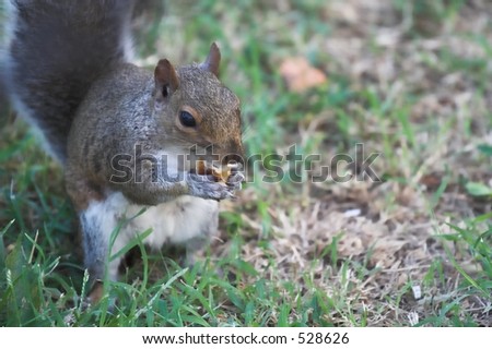 squirrel munching on food