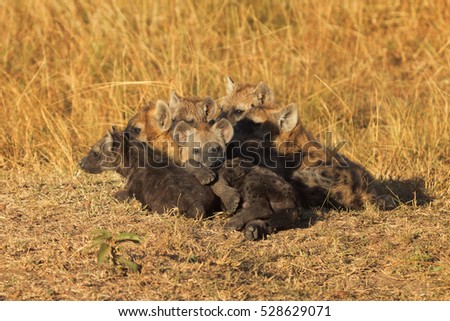 Babies spotted hyena cubs just come out from their hole early in the morning, sleeping on over another, Masai Mara