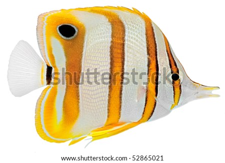 Copperbanded Butterfly fish isolated in white background. (Chelmon Rostratus) Royalty-Free Stock Photo #52865021