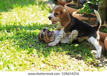  beagle on a natural green background