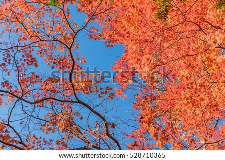 Autumn color of maple leaves in Karuiza,Japan