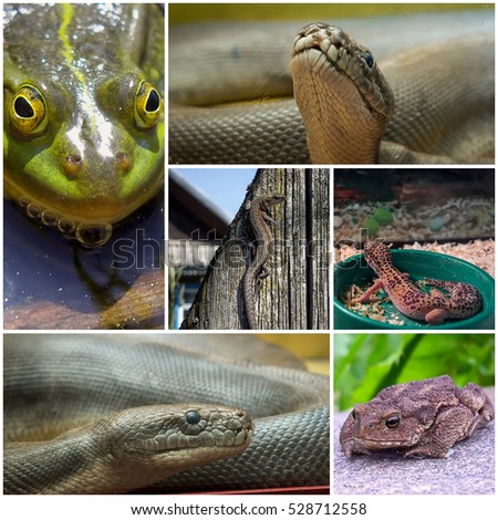 Collage of six different pictures of reptiles and amphibians.