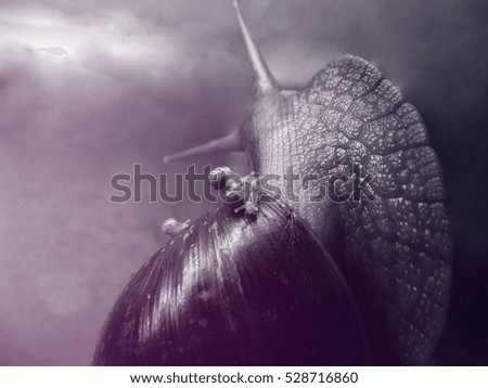 Giant African snail, Achatina, with little baby snails. Vintage colored picture