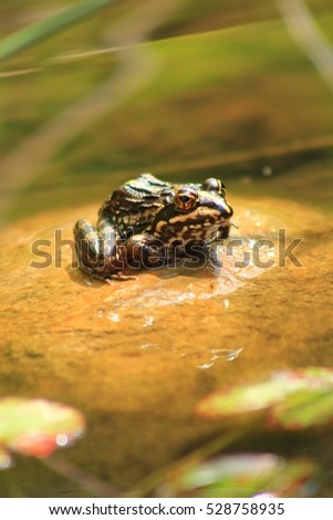 Frog baking in the sun on a rock. Picture taken in a pond. Western Cape, South Africa.