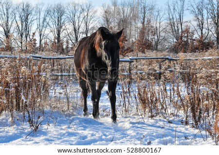 black horse walking in snow garden