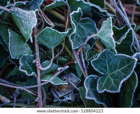 Subtle openwork elegant ivy leaves are covered with white hoarfrost
