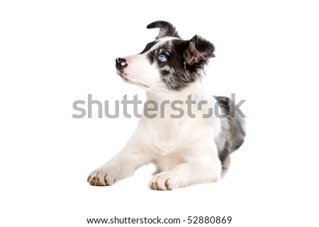 border collie sheepdog puppy isolated on a white background