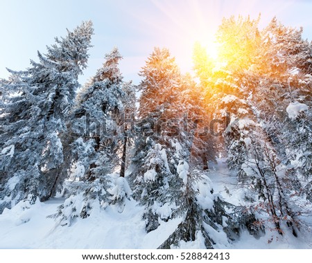 Fantastic landscape glowing by sunlight. Natural park. Carpathian, Ukraine, Europe. Beauty world. Happy New Year!