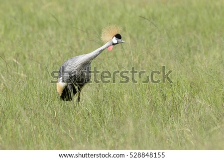 Grey Crowned Crane (Balearica regulorum) foraging on savanna, Akagera National Park, Rwanda, Africa.