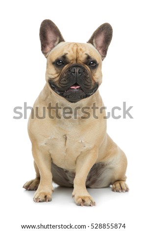 Beautiful french bulldog dog Royalty-Free Stock Photo #528855874
