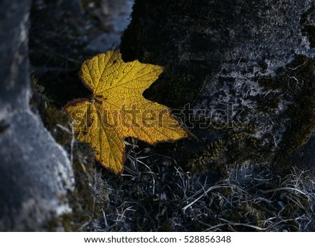 Maple leaf fall in forest                               