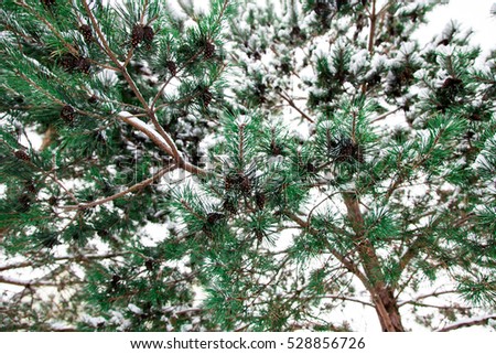 Pine christmas tree winter branch in snow with bumps
