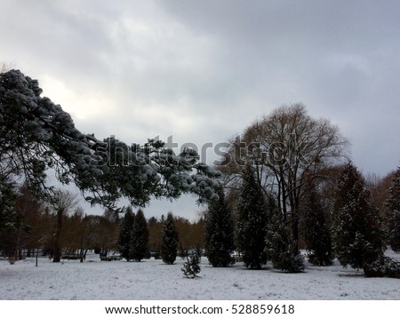 Winter in the park of the city