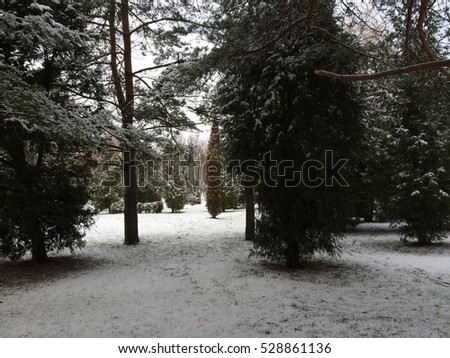 Winter in park of the city