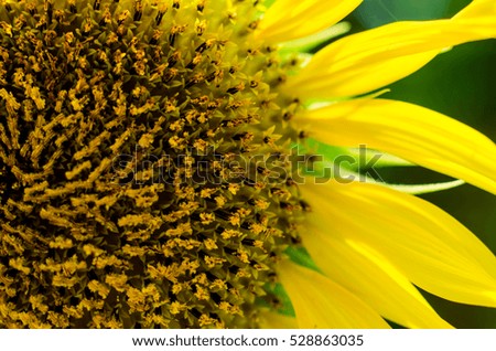 sun flowers Close-up