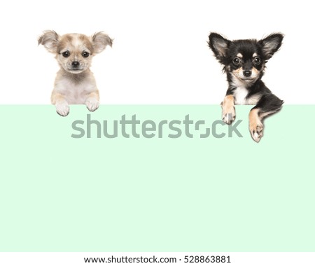 Cute chihuahua dogs  hanging over an green paper border with room for text on a white background