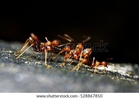 Red ants close up