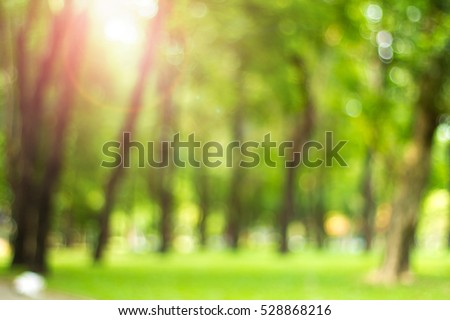Defocused natural green tree background with sun beams.