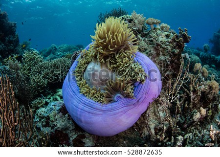 A purple Magnificent anemone (Heteractis magnifica) grows on a shallow reef in Komodo National Park, Indonesia. This anemone often hosts symbiotic anemonefish.