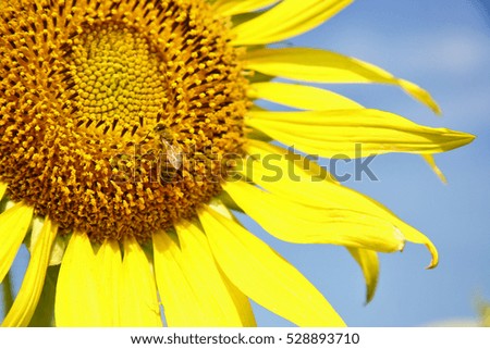This picture ic the close up of bee on sunflower , The part of Thailand



