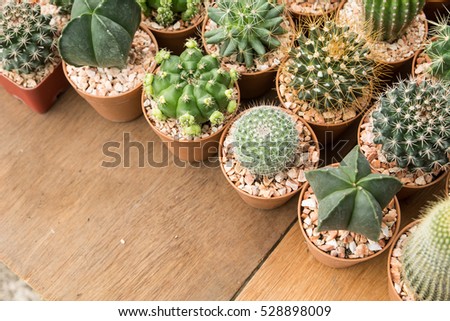 Cactus on wooden background, Cactus in pot on wooden background.