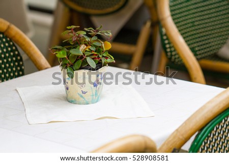Small pot with a green plant on a white table in cafe
