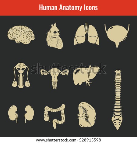 Human internal organs. Anatomy set. Vector icons
