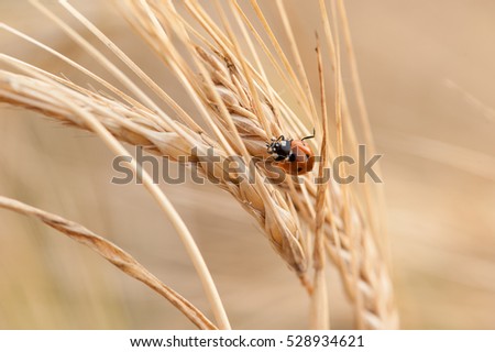 Ladybug on the ear wheat