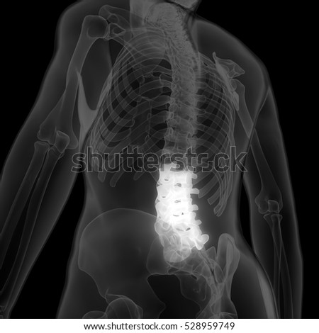 Spinal cord a Part of Human Skeleton Anatomy (Lumbar Vertebrae). 3D