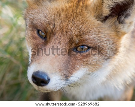 The eyes of a red fox in the wild. Macro photo