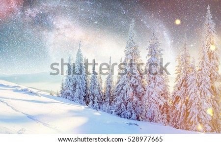 Dairy Star Trek in the winter woods. Dramatic and picturesque scene. In anticipation of the holiday. Carpathian, Ukraine, Europe.