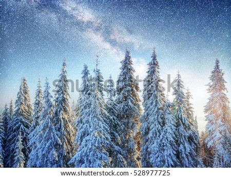 Dairy Star Trek in the winter woods. Dramatic and picturesque scene. In anticipation of the holiday. Carpathian, Ukraine, Europe.