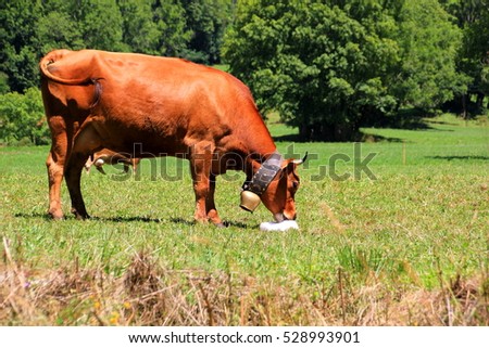 Red cow is licking on a salt stone Royalty-Free Stock Photo #528993901