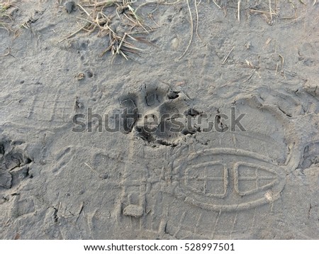dog footprints